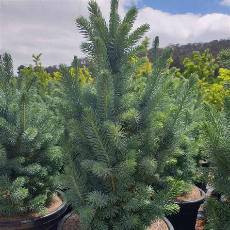 The Perfect Blue Spruce Potted Christmas Tree | Live Trees AU