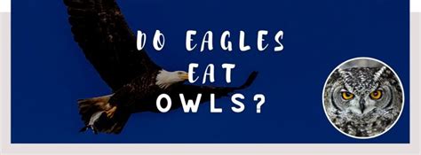 Eagles - whatanimalseat.com
