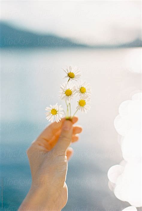 Woman Holding Camomiles By Stocksy Contributor Sonya Khegay Stocksy