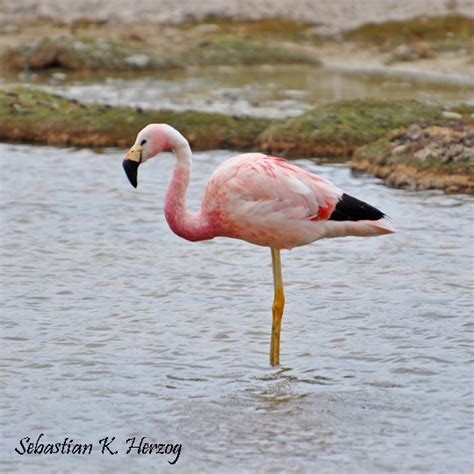 Andean Flamingo (Phoenicoparrus andinus) Copyright SK Herzog. – Birds of Bolivia