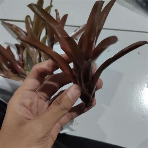 Jual Tanaman Hias Paludarium Bromelia Di Seller Ondofish Padasuka