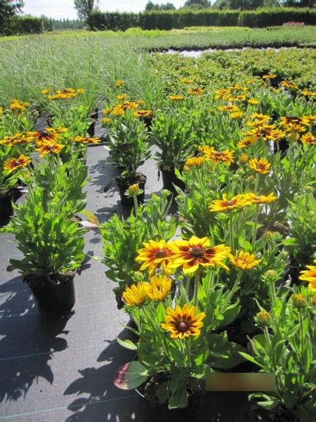 Sonnenhut Sunbeckia Alicia Rudbeckia Sunbeckia Alicia