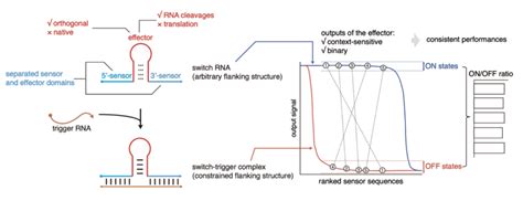 A Universal Design Of Riboregulator Switch Rnas Of Riboregulators