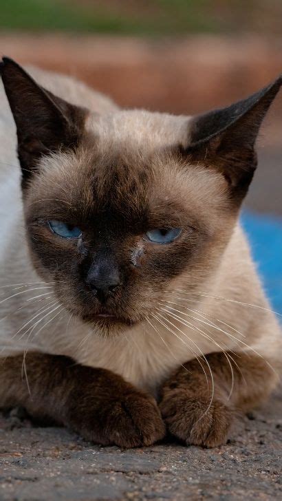 7 Siamese Cat Eye Problems: Common Eye Problems In Siamese Cats Prone ...