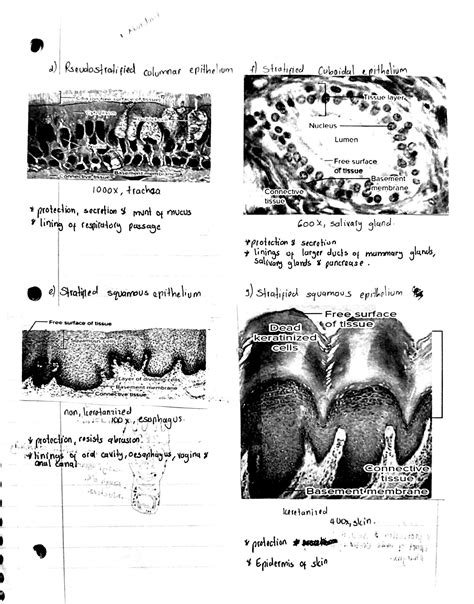 Solution Anatomy And Physiology Tissues Lab Studypool