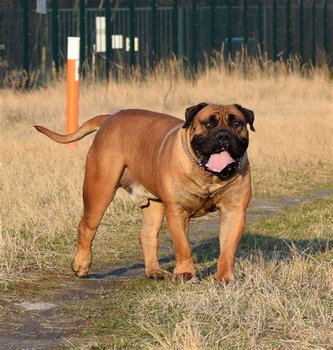 Beautiful Dogs, Beautiful Pictures, Bull Mastiff Dogs, South African ...