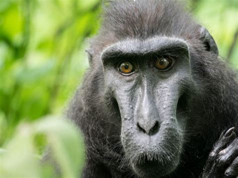 Banco De Imagens Animal Animais Selvagens Selva Mamífero Fauna