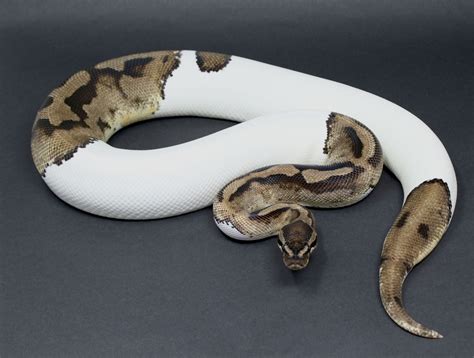 Pied Het Tsk Axanthic Ball Python By Royal Pieds Morphmarket