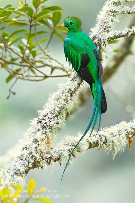 Resplendent Quetzal In Costa Rica Beautiful Birds Birds Colorful Birds