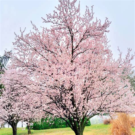 Flowering Purple Plum Tree | Ornamental Tree with Purple Foliage