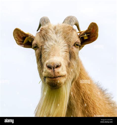 funny brown male goat portrait on a white background Stock Photo - Alamy