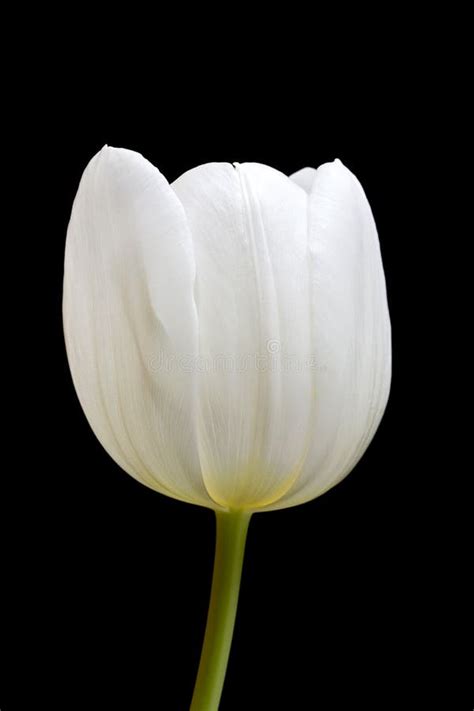 Single White Tulip Flower On Black Stock Photo - Image of spring, decoration: 28822858