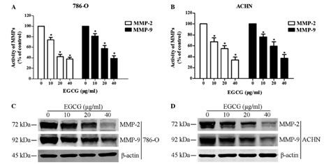 Epigallocatechin 3 Gallate Inhibits Migration And Invasion Of Human