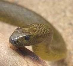 Inland taipan, most venomous snake in the world - Snake Facts