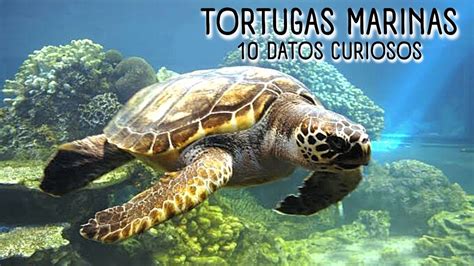 Las Tortugas Marinas Datos Curiosos De Las Tortugas Marinas