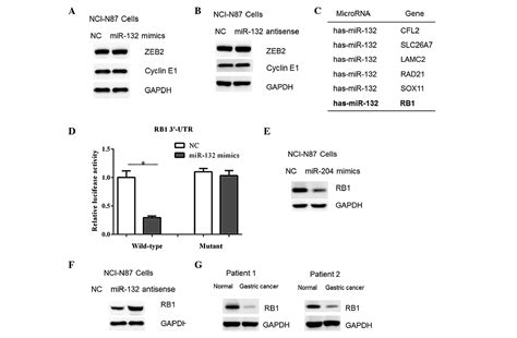 Upregulation Of MicroRNA 132 In Gastric Cancer Promotes Cell