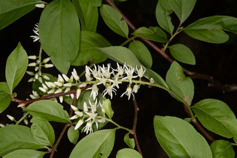 Itea virginica (Virginia willow)