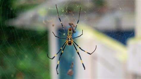 Giant Flying Joro Spiders Spreading On The East Coast This Summer