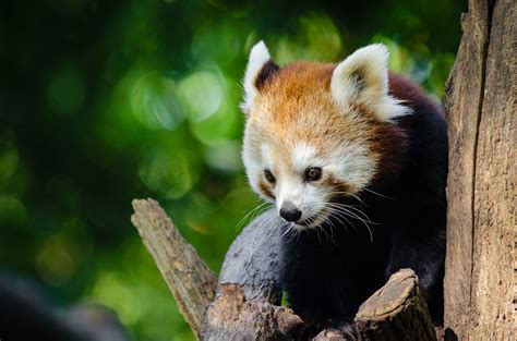 Gratis Afbeeldingen Boom Natuur Bokeh Wijnoogst Zoet Regen Nat