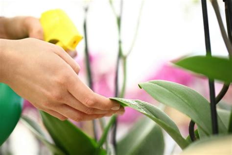 Miltonia Orchidee Pflegen Gie En D Ngen Schneiden Und Mehr