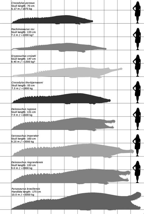 Re-evaluating Purussaurus' size/bite force. by TriceratopsHorridus on ...