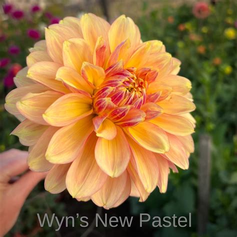 Wyns New Pastel In The Trough Wyns New Pastel