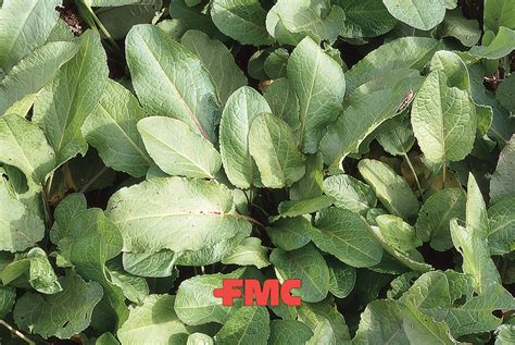 Rumex Obtusifolius Gu A De Malas Hierbas Fmc