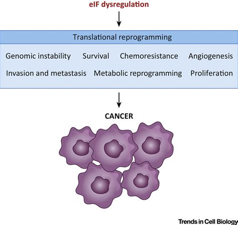 Translation Initiation Factors Reprogramming Protein Synthesis In