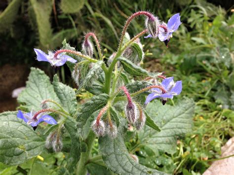 Borage Starflower Borago Officinalis