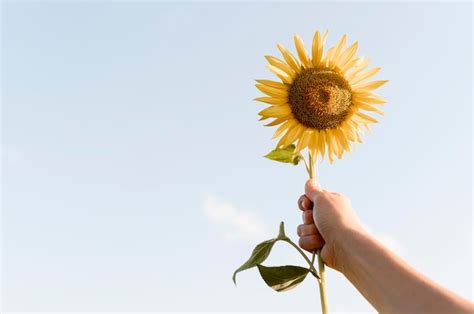 Free Photo | Close-up hand holding up sunflower