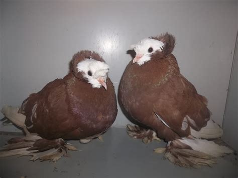 Fancy Pigeons 50 Or Less