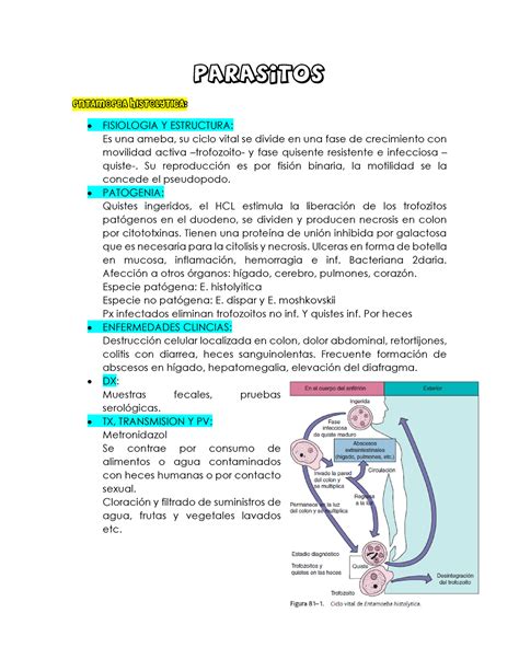 Parasitos Resumen Microbiologia M Dica Parasitos Entamoeba