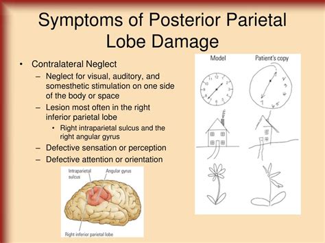 Ppt Cortical Structure And Function Powerpoint Presentation Free Download Id 7048822