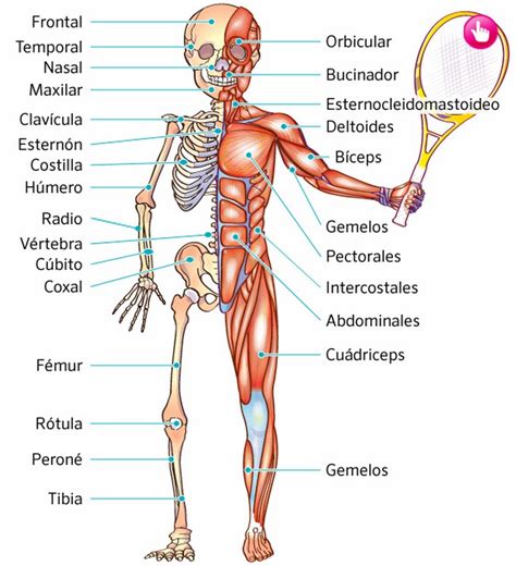 Im Genes Del Sistema Locomotor Sistema Locomotor