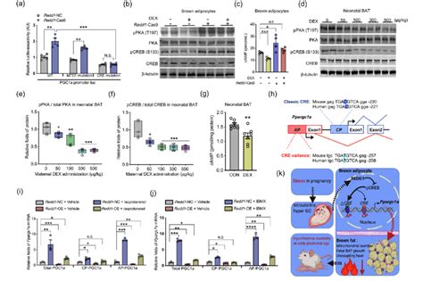 Color Online Redd Inhibits Camp Production To Inactivate Ppargc A