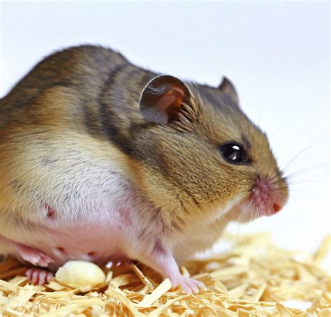 Comment Savoir Si Mon Hamster Est En Grossesse