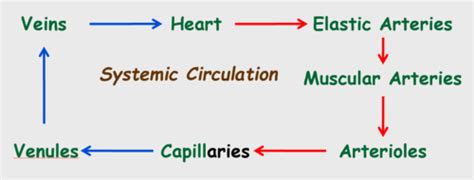 Anatomy Lecture Exam 1 Blood Immune System And Lymphatics Flashcards