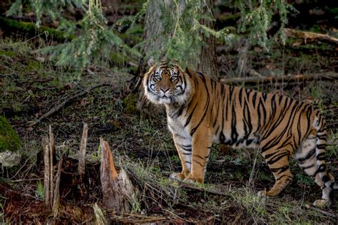 Sanjiv is a male Sumatran tiger who has arrived at a captive breeding ...