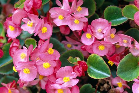 Begonia Semperflorens Eisbegonie Bild Kaufen