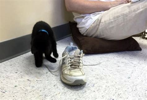 21 Photos Of Shoe Obsessed Cats That Will Make You Laugh Thecatsite