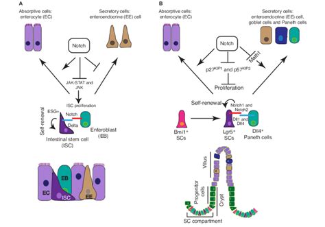 Notch Function In The Drosophila And Murine Intestine A In The