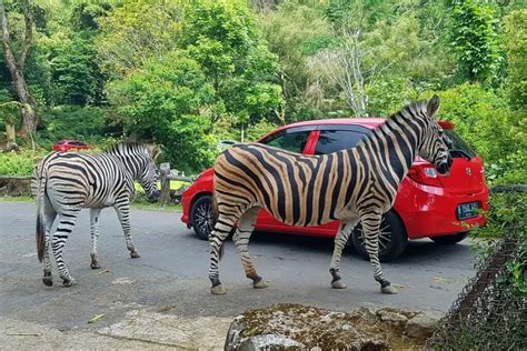 Tiket Taman Safari Bogor 2023 LENGKAP Tinggal Pilih Safari Siang