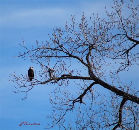 RoadTripping With JT Bald Eagle Watching Along The Great River Road