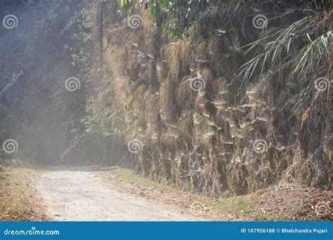 A Dusty Road with Cobwebs Around Stock Photo - Image of sunlight, full: 107956188