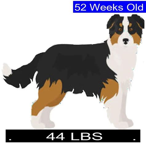 How Much Should Australian Shepherd Weigh Australian Shepherd Weight