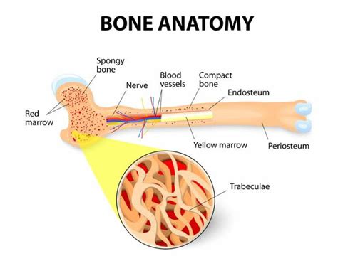 Bone Marrow Diagram Labeled