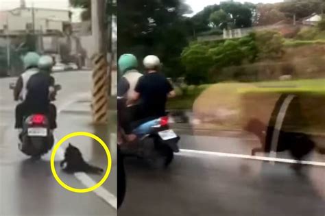 【忠心換絕情】爛飼主騎車虐拖小黑扔馬路 天真毛孩忍痛苦追全都錄 上報 Line Today