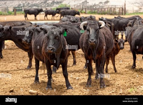 Curious Cows Cattle Stockyard Utah Stock Photo Alamy