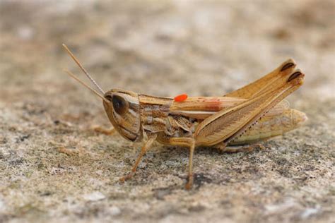 680+ Grasshopper Eggs Stock Photos, Pictures & Royalty-Free Images - iStock