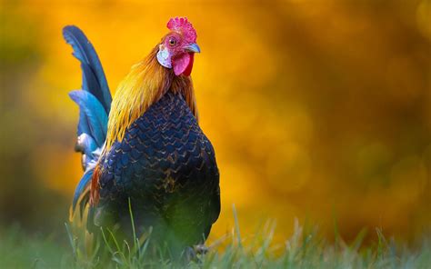 Colorful Rooster Is Standing On Green Grass In Yellow Blur Bokeh Background Rooster HD desktop ...